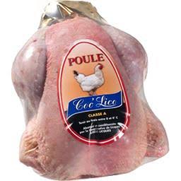 poule de licques, hen (echte)