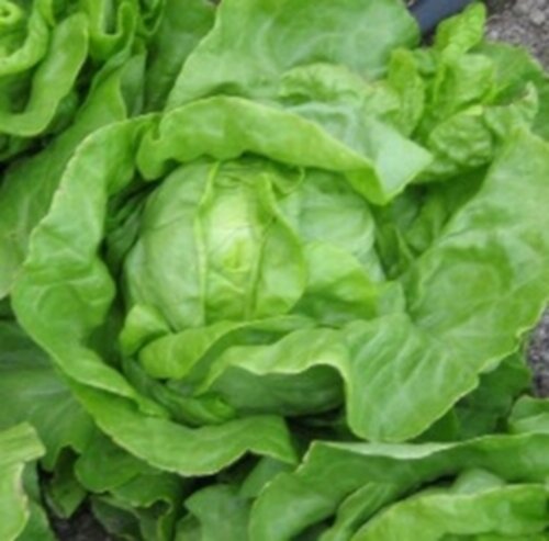 Salade