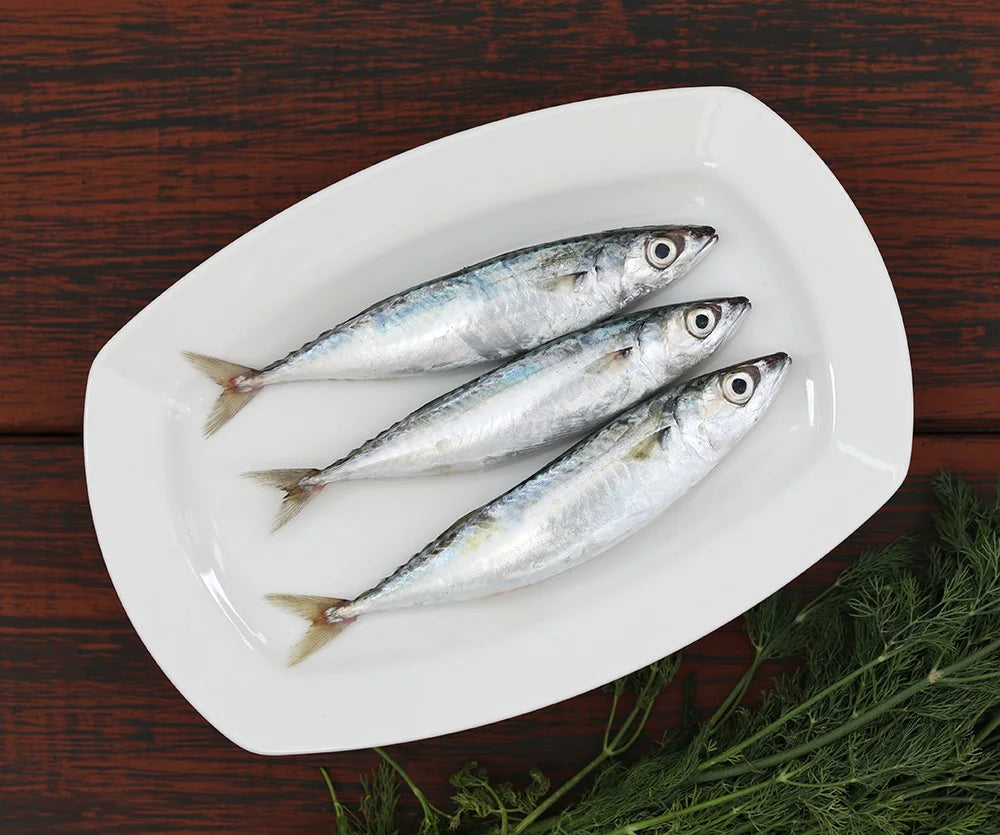 Sardine