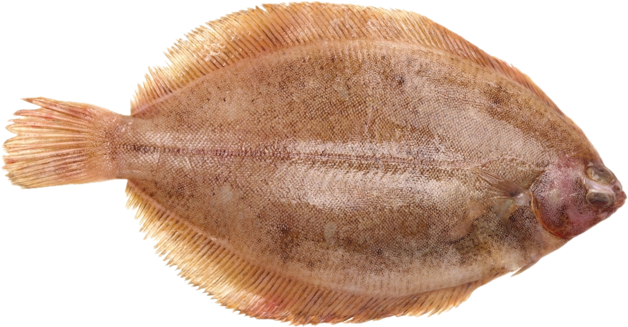Steentongenfilets