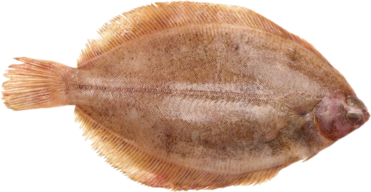 Steentongenfilets