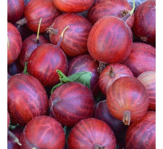 Stekelbessen, Rood