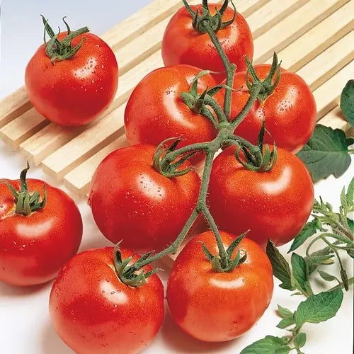 Tomaten, grappe, 3,5,  tros, rabelais