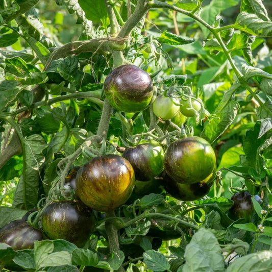 Tomaat, Groen -Zwart