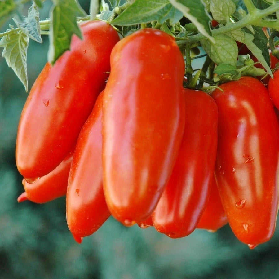 Tomaat, San Marzano