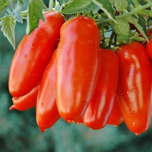 Tomaat, San Marzano