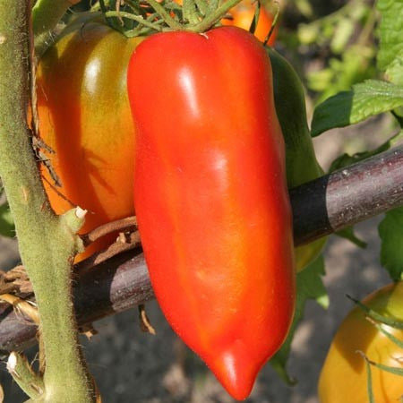 Tomaat, Cornue Poivron
