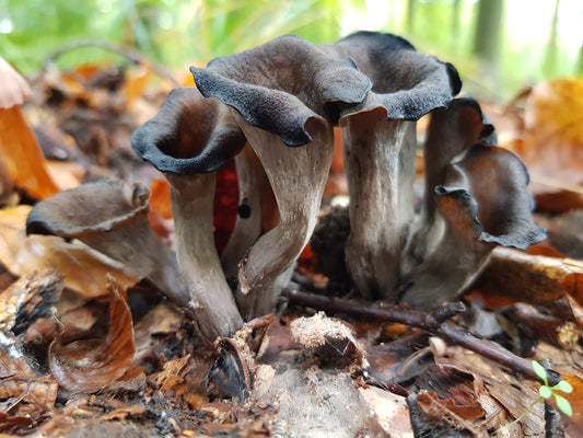 Trompettes-De-La-Mort