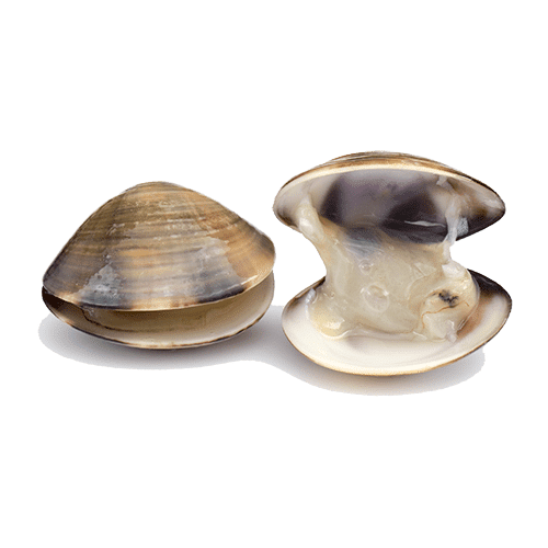 Venusschelpjes