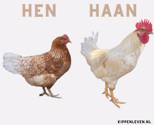 Haan