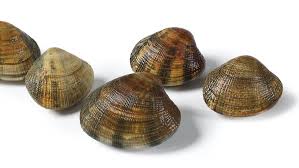 vongole