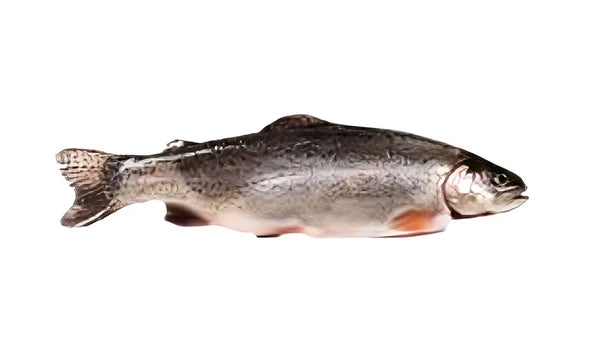 Zalm, Forel