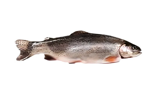 Zalm, Forel