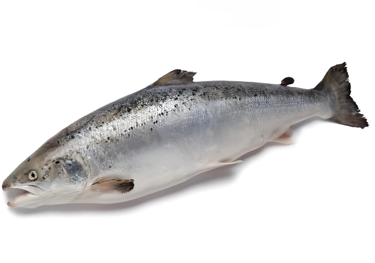 Zalm, Gegut, Geheel, 3/4