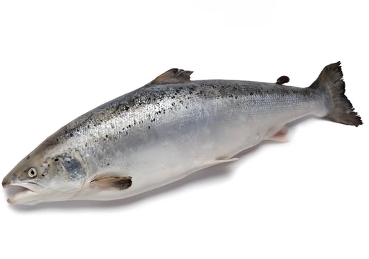 Zalm, Gegut, Geheel, 3/4