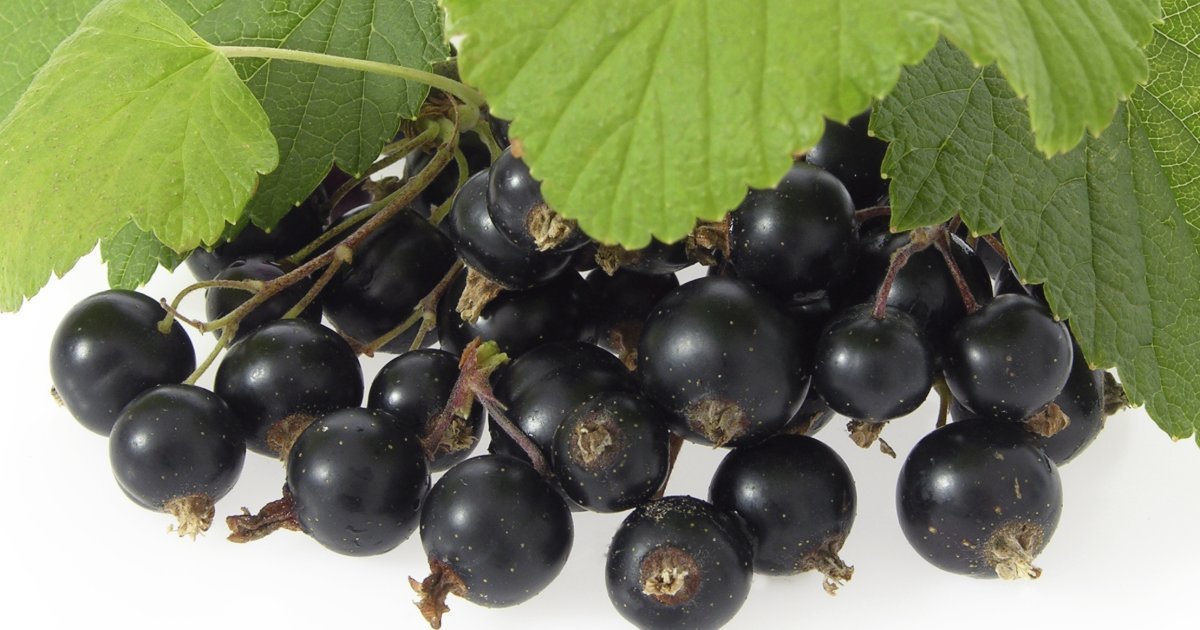 Zwarte Bessen, Cassis (Paters=Volkstaal)